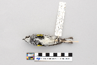 Dendroica coronata image