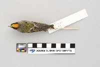 Regulus satrapa image