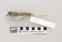 Regulus satrapa image