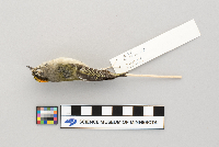 Regulus satrapa image