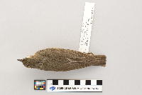 Catharus ustulatus image