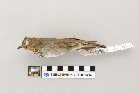 Catharus ustulatus image