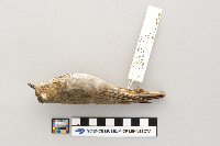Catharus ustulatus image