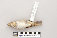 Catharus ustulatus image