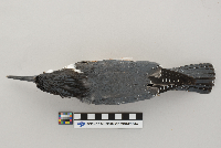 Ceryle alcyon image