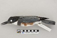 Ceryle alcyon image