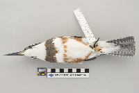 Ceryle alcyon image