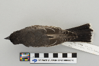 Tyrannus tyrannus image