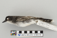 Tyrannus tyrannus image