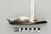 Tyrannus tyrannus image