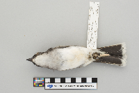 Tyrannus tyrannus image