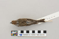 Spizella passerina image