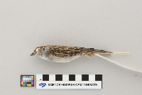 Spizella passerina image