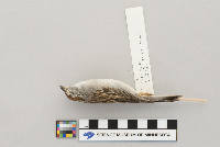 Spizella passerina image