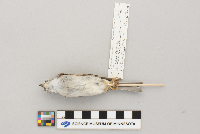 Spizella passerina image