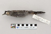 Dumetella carolinensis image