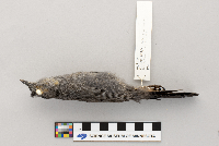 Dumetella carolinensis image