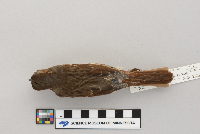 Passerella iliaca image
