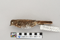 Passerella iliaca image