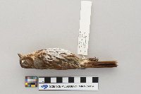 Passerella iliaca image