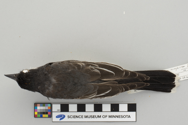 Tyrannus tyrannus image