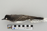 Tyrannus tyrannus image