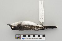 Tyrannus tyrannus image