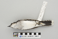 Tyrannus tyrannus image