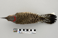 Colaptes auratus image