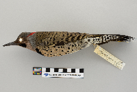 Colaptes auratus image