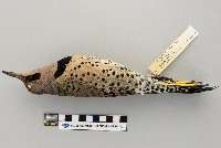 Colaptes auratus image