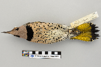 Colaptes auratus image