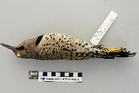 Colaptes auratus image