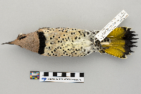 Colaptes auratus image