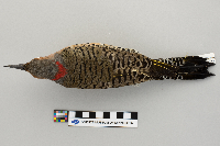 Colaptes auratus image