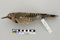 Colaptes auratus image