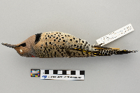 Colaptes auratus image