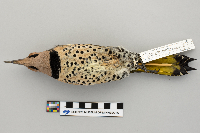 Colaptes auratus image