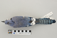 Cyanocitta cristata image