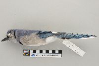 Cyanocitta cristata image