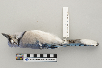 Cyanocitta cristata image