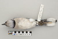 Cyanocitta cristata image