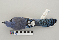 Cyanocitta cristata image