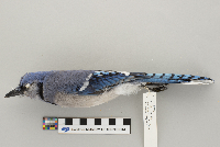 Cyanocitta cristata image