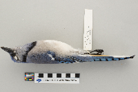 Cyanocitta cristata image