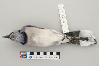 Cyanocitta cristata image