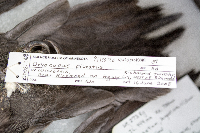 Dryocopus pileatus image
