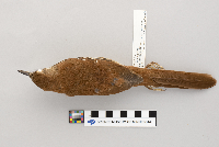 Toxostoma rufum image