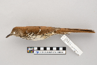 Toxostoma rufum image