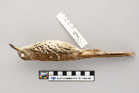 Toxostoma rufum image